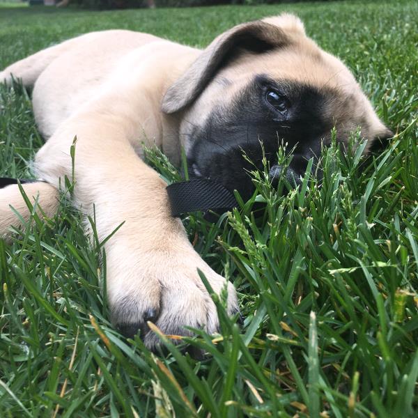 /Images/uploads/Humane Society of Utah/HSU2018/entries/3902thumb.jpg